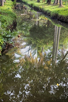 Serene Asian Landscapes Drucke: Reflection of palm trees in the still Kerala Backwaters, Kerala, India, Asia
