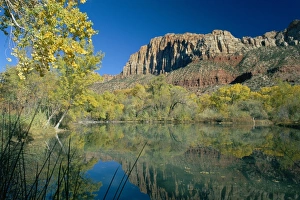 Drucke von Spiegelungen von Bäumen im Herbstfarben und den Klippen des Zion-Kletternspiegels auf einem See bei Springdale nahe dem Zion-Nationalpark in Utah/USA Utah Drucke: Spiegelungen von Bäumen im Herbstfarben und die Klippen von Zion