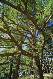 Verwandte Bilder Drucke: Der letzte verbleibende Wald biblischer Zypressen