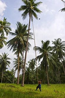 Koh Samui Travel Photography Drucke: Removing coconuts using a bamboo pole