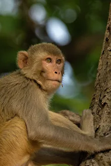Indian Primate Species Drucke: Rhesus macaque (Macaca mulatta), Bandhavgarh National Park, Madhya Pradesh, India, Asia
