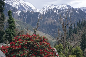 Rhododendrons In Bloom Drucke: Rhododendrons in bloom