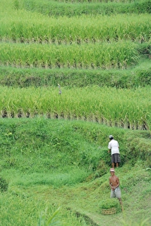 Rice Field Landscape Drucke: Rice fields