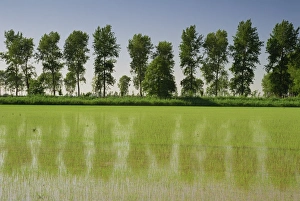Rural Europe Landscapes Drucke: Rice fields with a row of trees beyond near Ste. Marie de la Mer in Provence