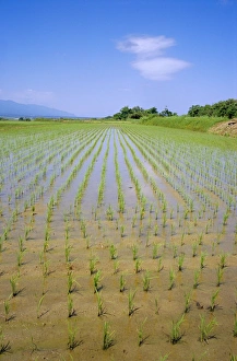 Honshu Island Scenery Drucke: Rice fields on Sado Island
