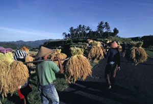 Bali Island Scenery Drucke: Rice harvest