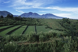 Rice Farming In Asia Drucke: Rice paddies