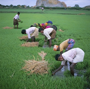 Asian Agricultural Landscapes Drucke: Rice paddy fields and agricultural workers
