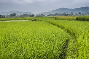Southeast Asia Nature Images Drucke: Rice paddy fields, Bukittinggi, West Sumatra, Indonesia, Southeast Asia, Asia