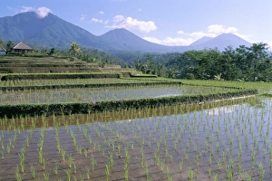 Rice Cultivation In Indonesia Drucke: Rice paddy fields in centre of the island
