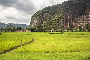Indonesian Travel Destinations Drucke: Rice paddy fields and cliffs in the Harau Valley, Bukittinggi, West Sumatra, Indonesia