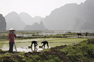 Traditional Clothing Photography Drucke: Rice planters working in paddy fields, Vietnam, Indochina, Southeast Asia
