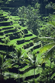 Rice Terraces Bali Drucke: Rice terraces