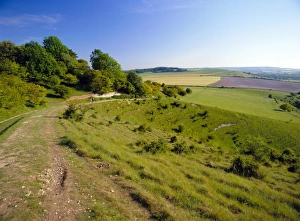 Buckinghamshire Drucke: Der Ridgeway Weg zwischen den Steigungen des Hills und dem Pitstone-Hill in den Chiltern im Buckinghamshire