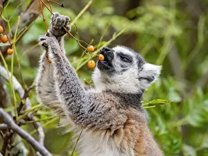 Madagascar Lemur Drucke: Ring-tailed lemur eats berries while perched in a tree in Madagascar
