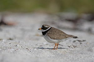 United Kingdom Nature Images Drucke: Ringed plover
