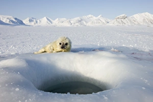 Svalbard Wildlife Drucke: Ringed seal (Phoca hispida) pup, Billefjord, Svalbard, Spitzbergen, Arctic