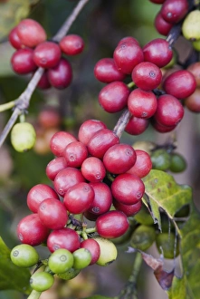 North America Botany Drucke: Ripe coffee berries