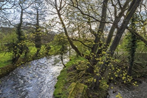 Rural Scenes In Europe Drucke: River Wye, trees and Peak Tor in spring