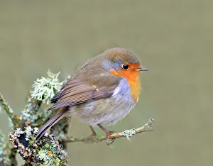 Bilder Datiert 14. November 2012: Robine (Erithacus rubecula)