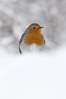 Robine (Erithacus rubecula), im Schnee, Vereinigtes Königreich, Europa