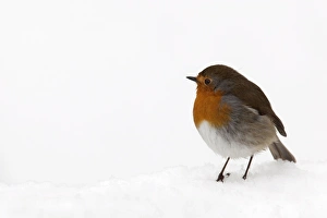 Robin (Erithacus rubecula), in Schnee, Vereinigtes Königreich, Europa.