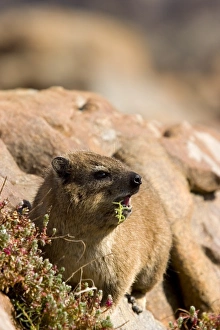 South African Wildlife Drucke: Rock Dassie