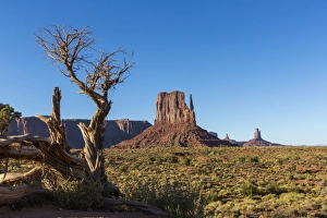 Rock formations and tree, Monument Valley