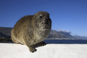 Western Cape Nature Drucke: Rock hyrax