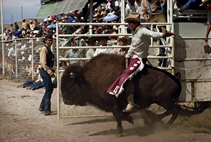 American Cowboy Culture Drucke: Rodeo riding