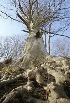 European Beech Species Drucke: Roots, trunk and branches of the common beech tree (Fagus Sylvatica), South Devon