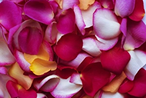 Blooming Flowers In Nature Drucke: Rose petals