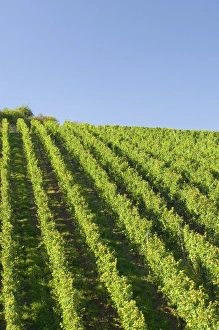 Moselle Wine Region Drucke: Rows of grape vines