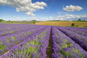 Reihen von Lavendelblumen auf der Snowshill-Lavendelfarm in Broadway im Worcestershire