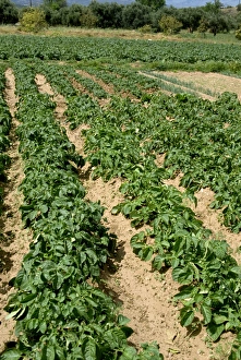 Cretan Landscape Photography Drucke: Rows of potatoes