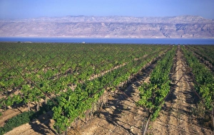 Dead Sea View Drucke: Rows of vines in vineyard