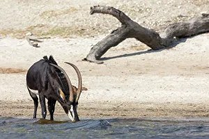 Botswana Safari Animals Drucke: Sable (Hippotragus niger) drinking, Chobe National Park, Botswana, Africa