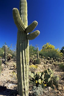 Arizona Sonora Desert Museum Drucke: Saguaro cacti
