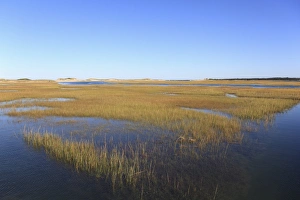 American Nature Scene Drucke: Salt Marsh, Sandwich, Cape Cod