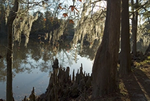 Drucke von Sam Houston Jones State Park in der Nähe von Lake Charles im Bundesstaat Louisiana in den Vereinigten Staaten Nordamerikas Louisiana Drucke: Sam Houston Jones State Park