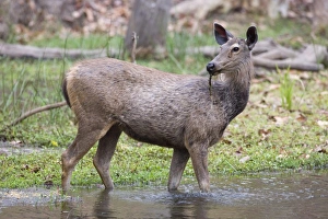 Madhya Pradesh National Parks Drucke: Sambar deer