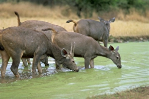 Sambar Deer Habitat Drucke: Sambar herd