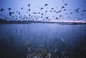 Outdoor Travel Destinations USA Drucke: Sandhill crane migration