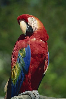 Seaworld San Diego Drucke: Scarlet Macaw