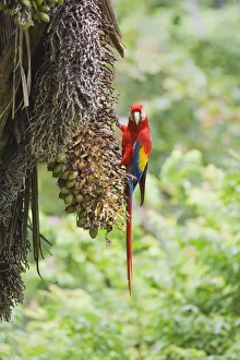 Scarlet Macaw Costa Rica Drucke: Scarlet Macaw (Ara macao) perching on a tree, Corcovado National Park, Osa Peninsula