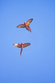 Rote Kakeraken im Flug, Naturschutzgebiet Corcovado, Halbinsel Osa