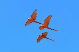 Osa Peninsula Wildlife Drucke: Scarlet Macaws (Ara macao) in flight, Osa Peninsula, Corcovado N.P, Costa Rica