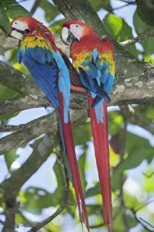 Drucke von Rotkehlhühner (Ara macao), auf einem Baum sitzend im Corcovado-Nationalpark in der Osa-Halbinsel Kostarika Zentralamerika Bilder Datiert 2020 Mai: Rotkehlhühner (Ara macao), auf einem Baum sitzend im Parque Nacional do Corcovado