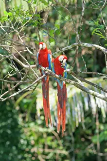 Tropical Rainforest Wildlife Drucke: Scarlet Macaws (Ara macao) perching on a tree