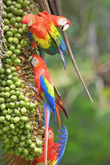 Wild Animal Behavior Observation Drucke: Scarlet Macaws (Ara macao) perching on a tree